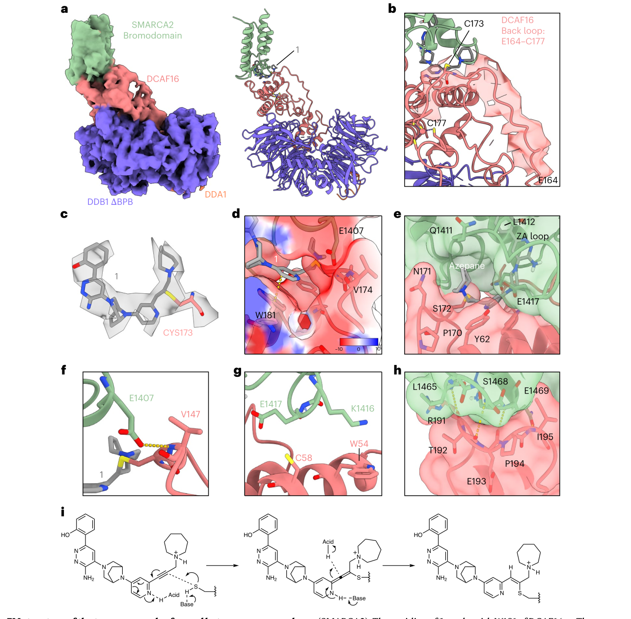 论文图 3：compound 1、SMARCA2 bromodomain 与 DCAF16 的 cryo-EM 三元复合体结构